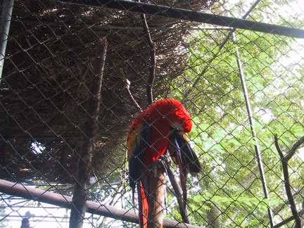 Red Macaw